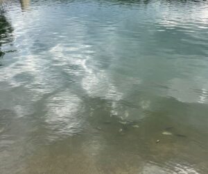 В озере Кисловодска была найдена рыба не из озера